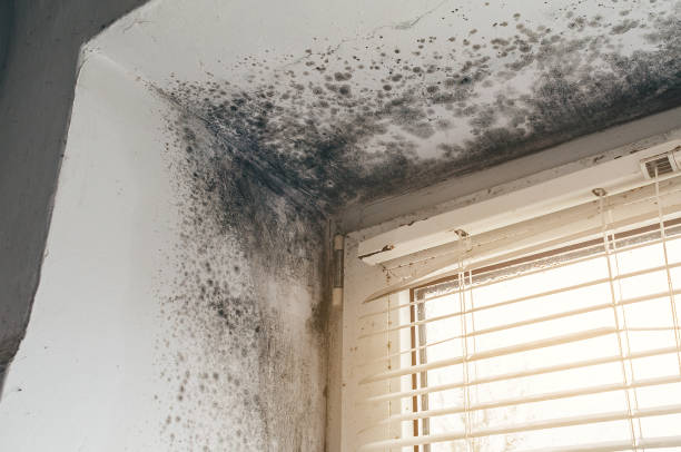 Affordable Mold Removal solutions in Fort Eustis, VA