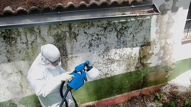 Top rated local Mold Removal specialists in Fort Eustis, VA